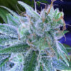 TGA_Subcool_Seeds_-_Jack_the_Ripper