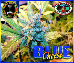 bb blue cheese fem