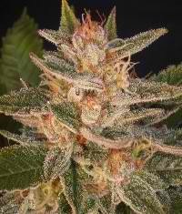 Delicious Seeds-cheese candy