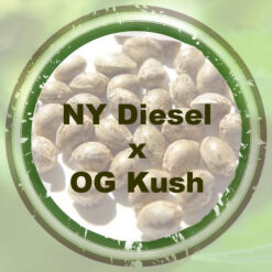 Bulk-Seeds-NY-Diesel-x-OG-Kush