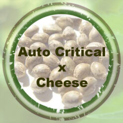 Bulk-Seeds-auto-critical-x-cheese