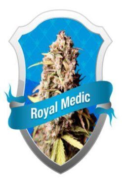 Royal Medic - Royal Queen Seeds