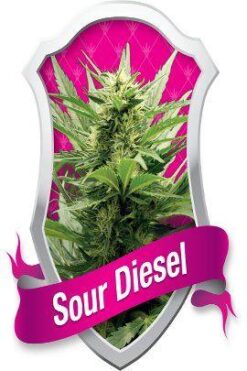 Sour Diesel - Royal Queen Seeds