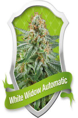White Widow automatic - Royal Queen Seeds