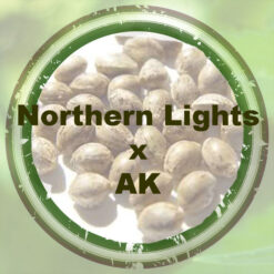Nortehrn Lights x AK