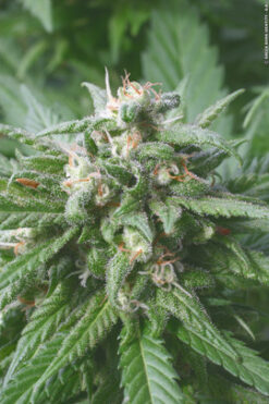 biddy-early-feminized-serious-seeds
