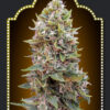 Auto Cheese Berry - OO Seeds