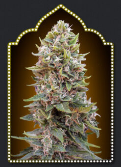 Auto Cheese Berry - OO Seeds