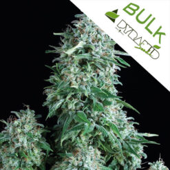 Auto-anubis-Pyramid-bulk-seeds