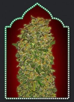 Feminized Collection 2 - OO Seeds