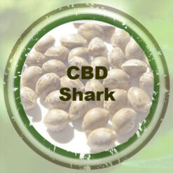 Bulk-Seeds-CBD-Shark