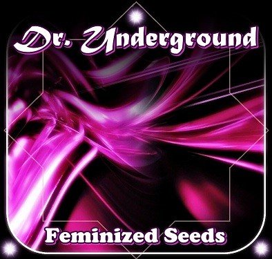 Dr Underground feminized seeds logo