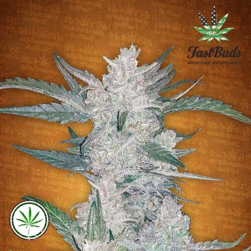 FastBuds-Mexican-Airlines-Auto