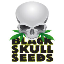 Blackskull-Seeds-Logo