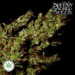 Soma-Seeds-G13-Haze-Haze-Heaven-reg