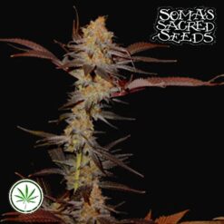 Soma-Seeds-G13-Haze-Lavender-reg