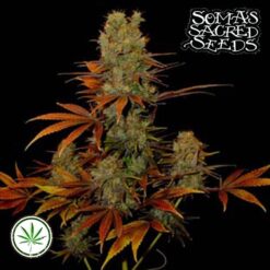 Soma-Seeds-G13-Haze-Somango