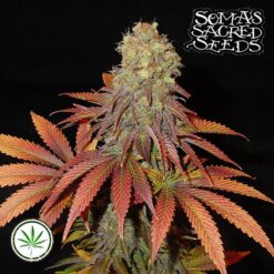 Soma-Seeds-Rockbud-fem
