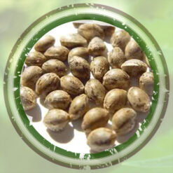 Bulk-Seeds-symbol