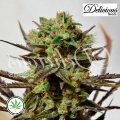 DeliciousSeeds-delicious-candy