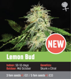 Lemon-Bud