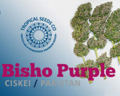 Bisho-Purple
