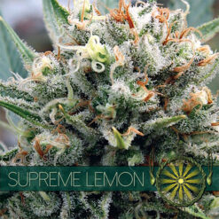 Supreme-Lemon-