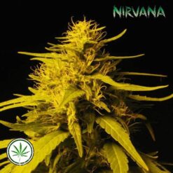 Nirvana-Haze-1-reg