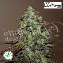 DeliciousSeeds-eleven-roses
