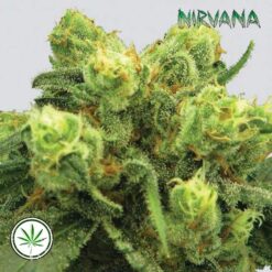 Nirvana-Pre-99-Big-Bud-fem