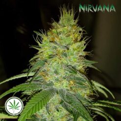 Nirvana-Raspberry-Cough-reg