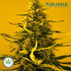 Nirvana-White-Widow-fem