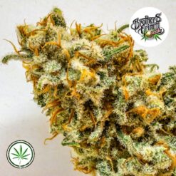 Brothers-Grimm-Seeds-Apollo-11