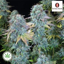 SeriousSeeds-SeriousHappiness