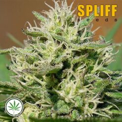Spliff-Seeds-Lemon-Cream-Kush-fem