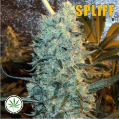 Spliff-Seeds-Power-Plant-fem