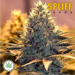 Spliff-Seeds-Spliff-Cheese-fem