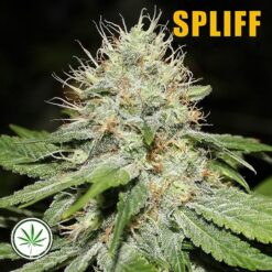 Spliff-Seeds-Sweet-n-Sour-Indoor-fem