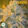 Spliff-Seeds-Sweet-n-Sour-Outdoor-fem
