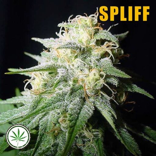 Spliff-Seeds-White-Widow-Automatic