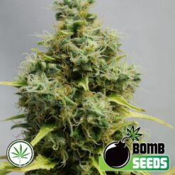 Bomb-Seeds-Big-Bomb-reg