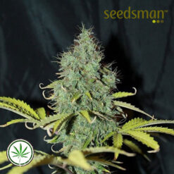 Seedsman-Auto-Sweet-Tooth