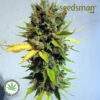 Seedsman-California-Orange