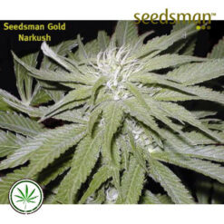 Seedsman-Narkush-reg