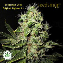 Seedsman-Original-Afghani-1
