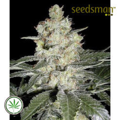 Seedsman-Original-Skunk-1-reg