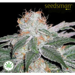 Seedsman-White-Widow-reg