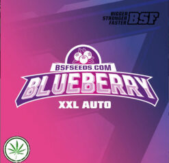 blueberry auto info