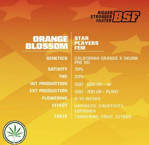 orange blossominfo